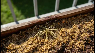 How Coarse Sand Preventions Structural Collapses In Wet Balcony Soil Shielding Fine Roots