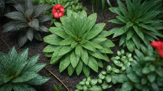 Monsoon Gardening Success Starts Right Here