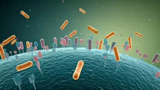 Gut Health Takes Centre Stage This Season