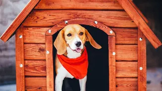 The Next Phase Of India’s Petcare Growth Could Come From Smaller Urban Markets