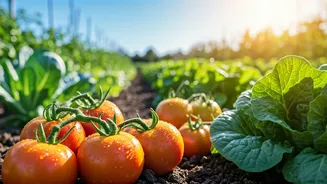 Vegetable Gardening Is The Useful Hobby Winning