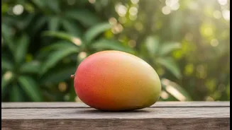 Mango Festivals Can Support Seed, Grafting and Orchard Knowledge