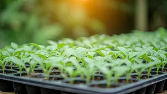 Pot Tray Checks Have Entered July Routines
