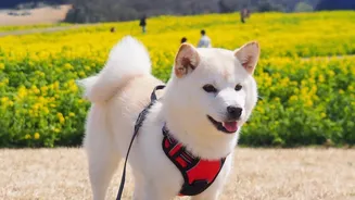 Rainy Walks Can Expose Pets To More Than Mud During The Monsoon
