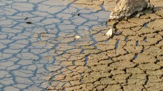 How The Low-Water Gardening Shift Changes The Case For Low-Water Planting Beyond Droughts