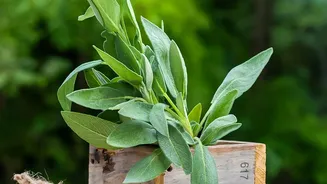 The August Pruning Window Shows the Value of Plant Type