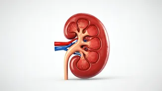 Morning Habits That Harm Kidneys: A Urologist's Warning