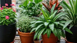 Six Easy Plants For Busy Monsoon Balcony Gardeners Today
