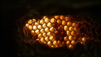 Unveiling Honey Bee Nests: Your Guide to Identification and Safety Around Your Home