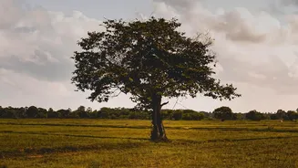 Why Scientists Are Watching India's Forests As Monsoon Rainfall Becomes Less Predictable