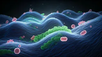 Youth Focus Shifts Towards Gut Vitality Swapping Heavy Macro Scales