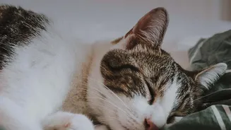 International Cat Day Encourages a Full Home Safety Walk-through