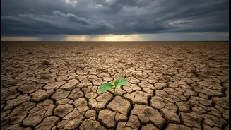 Why the Story around Bengaluru's Rain-Fed Planting Window Is Growing More Relevant in India