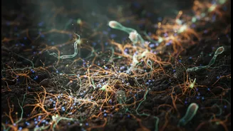 Soil Microbes Could Make Plants Tougher