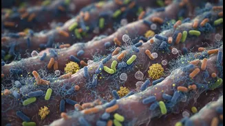 How chrononutrition insights explain connection between midday meals and gut health success