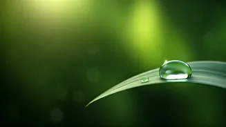 How Plant Stem Cells Deliver Ultimate Non-Greasy Summer Hydration