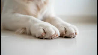 How Identifying Fungal Paw Odours Early Saves Your Pet From Painful Anti-Fungal Injections