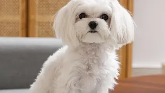 Urban Pet Behavior: Why Clear Play Etiquette Protects Apartment Dogs From Stress