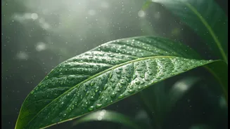 How Cloudy-Day Sunscreen During the Monsoon Can Turn UV Exposure into a Daily Issue