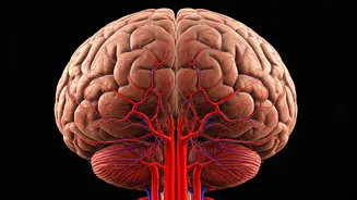 Hypertension's Silent Brain Damage: Early Signs