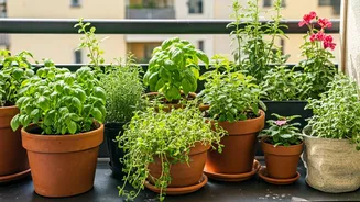 Container Gardening Is India’s Small-Home Green Flex