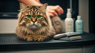 Why Mumbai Cats Enjoy Best Premium Grooming Services Ever