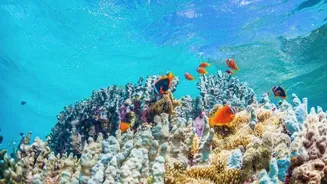 Sustainable Travel Protocols Guide Marine Tourism In Lakshadweep To Prevent Coral Reef Degradation