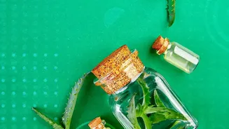 Plant Propagation Using Everyday Cuttings