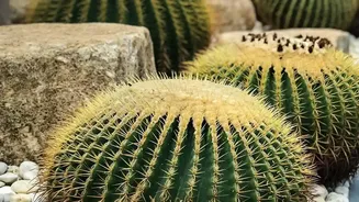 Understanding Low-Water Planting Beyond Droughts In The Low-Water Gardening Shift