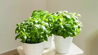 How Young Urbanites Grow Culinary Herbs In Small Apartment Pots Easily