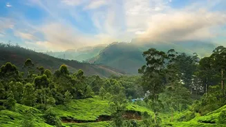 Tea Country Takes Centre Stage Across Tamil Nadu's Monsoon Hill Stations