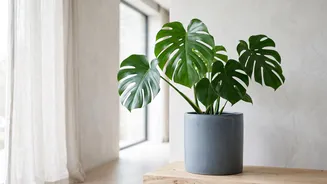 Separating Houseplant Research From Indoor-Air Hype: What To Know