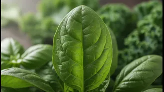 Why Soft-Leaved Kitchen Greens Require Special Ultra-Diluted Neem Mist Strategies This Month