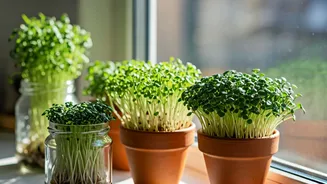 Health Conscious Youth Use Home Grown Shoots For Instant Nutrients