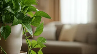 Indoor Greens Can Change Your Home Mood