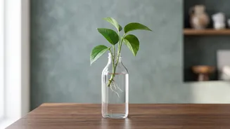 Growing Plants From Cuttings At Home: A Closer Look