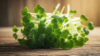 Radish Shoots Provide High Fiber Nutrient Boost To Summer Diets