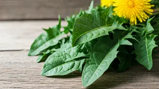 Unlocking the Wonders of Dandelion Greens: A Health Boost