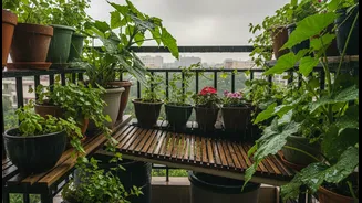 The Main Risk around Monsoon Balcony Micro-Gardens Is Forgetting to Manage Drainage, Sunlight and Pot Size