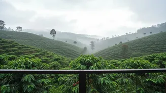 How Coffee Estate Homestays In Coorg Are Winning Over Off Season Monsoon Slow Travellers