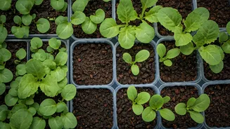 Produce Cheap Organic Salad Greens Using Small Seed Trays