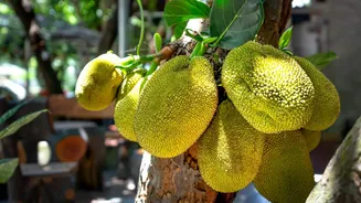 Why do jackfruit and avocado taste so good together