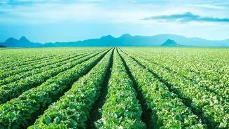 India's Pulse Supply Problem: What Lower Import Duties Could Do