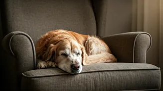 Welfare Guides Show Genius Senior Shelter Animal Adoption Perks