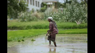 How Monsoons Impact Indian Farmers and Agriculture
