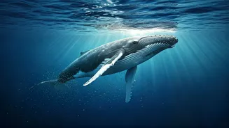 Whale Poop: The Ocean's Unsung Hero in Climate Regulation and Life Support