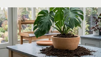 Repot Indoor Greenery Safely Using This Simple Beginners Guide To Changing Potting Soil