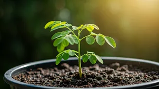 Grow Your Own Miracle Tree: A Beginner's Guide to Cultivating Moringa at Home