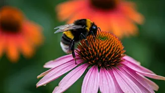 Gardeners Embrace Pollinator-Friendly Spaces