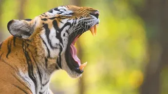 Why Bandhavgarh National Park Safaris Deliver Top Wilderness Encounters This Autumn
